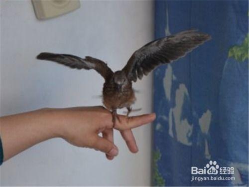 斑鸠媒视频,揭秘鸟类爱情的独特“媒婆”现象